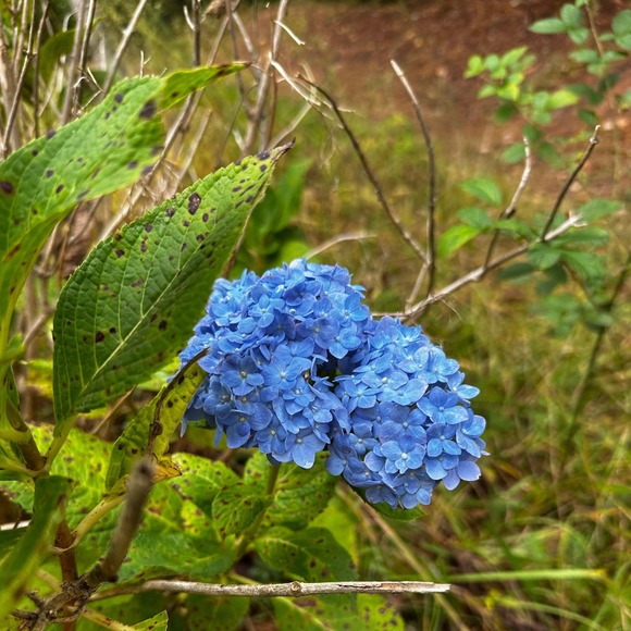 Meet your Posher, Julie - Picture 1 of 1